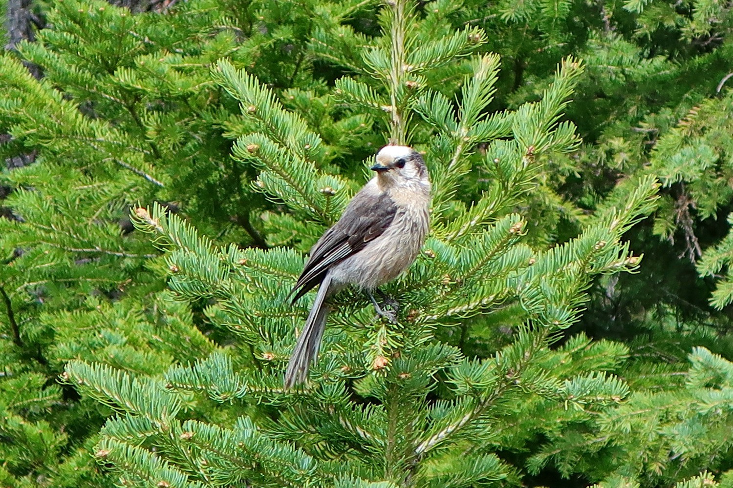 Bird in the forest of Quandary Peak
